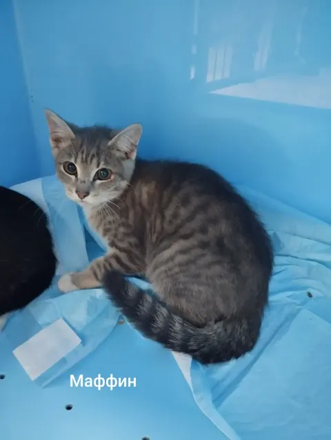 Маффин — кошка, Москва