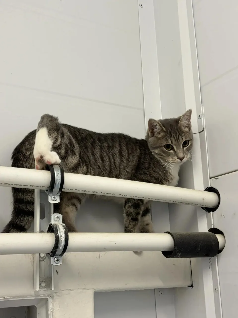 Кошка Маффин, кот, Приют Малинки (Кожухово), Москва. Фото 2 из 2.