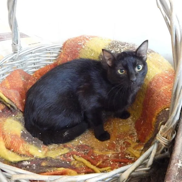 Кошка Меркурий, кот, Приют Малинки (Кожухово), Москва. Фото 5 из 5.