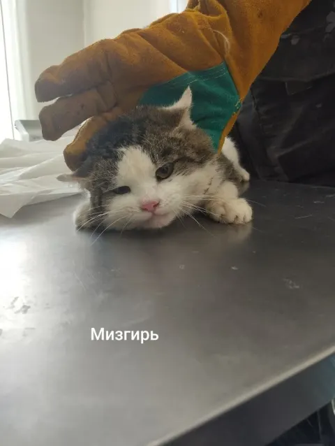 Мизгирь — кошка, Москва