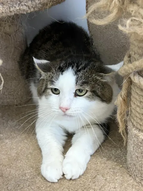 Мизгирь — кошка Около 5 лет, Москва