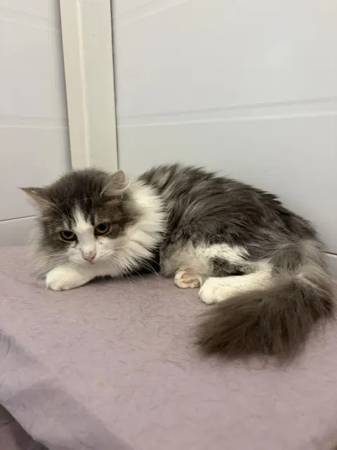 Милис — кошка Около 4 лет, Москва