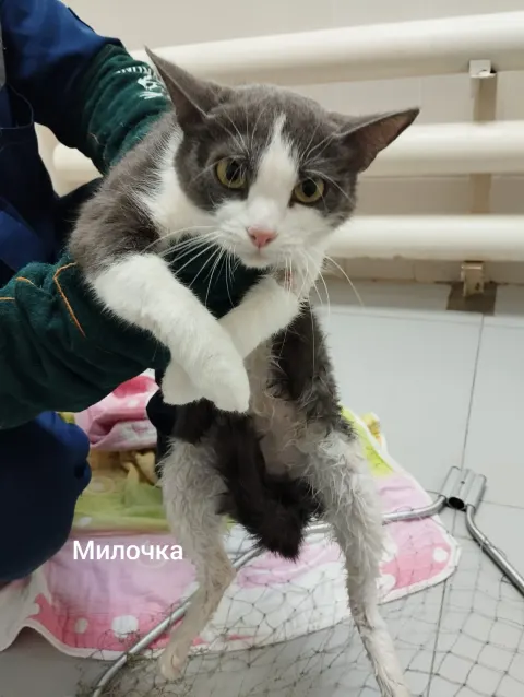 Милочка — кошка, Москва