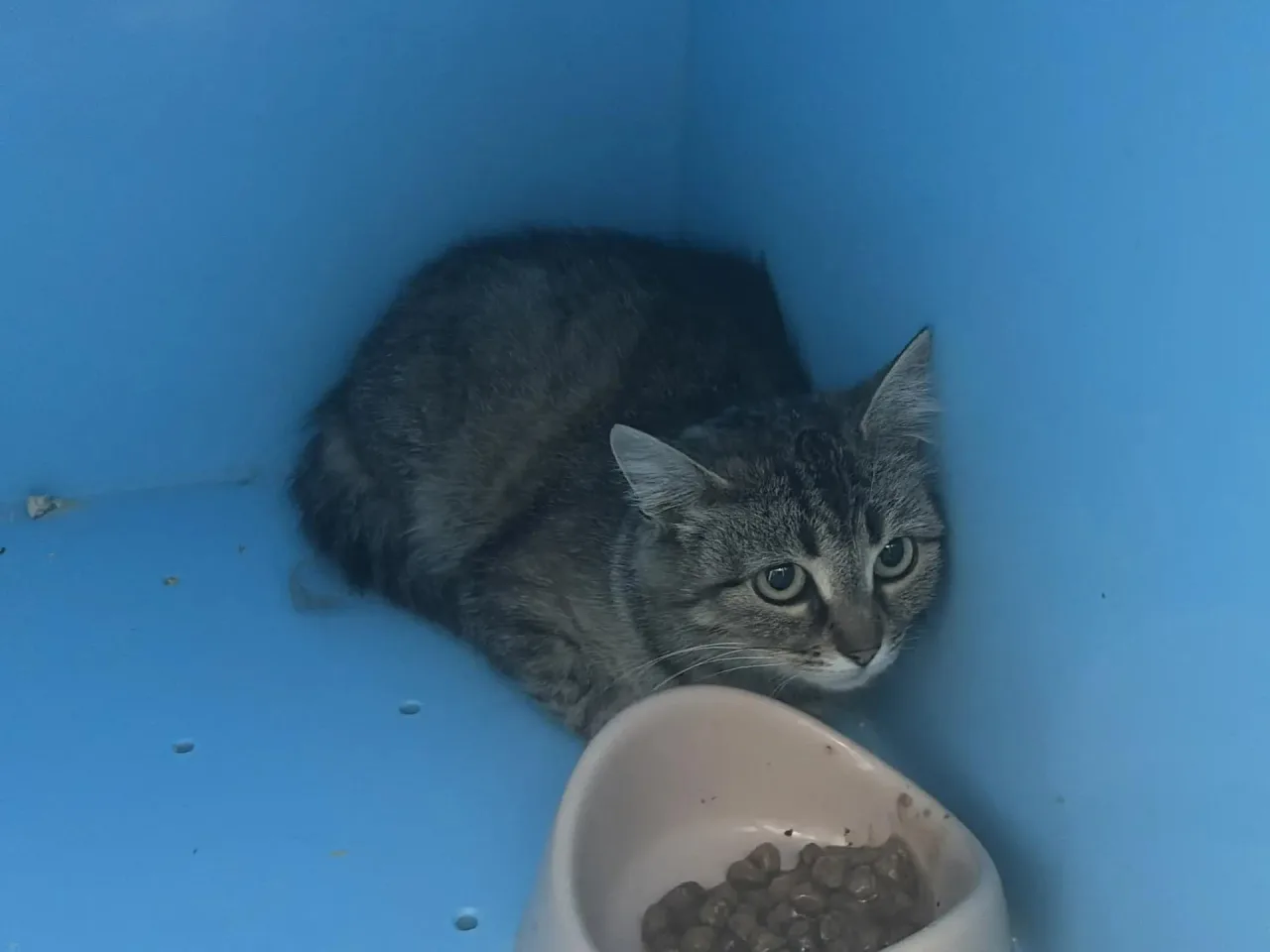 Кошка Минечка, кошка, Приют Малинки (Кожухово), Москва. Фото 1 из 1.