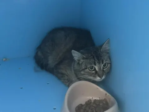 Минечка — кошка, Москва