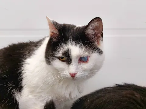 Мирта — кошка Около 4 лет, Москва