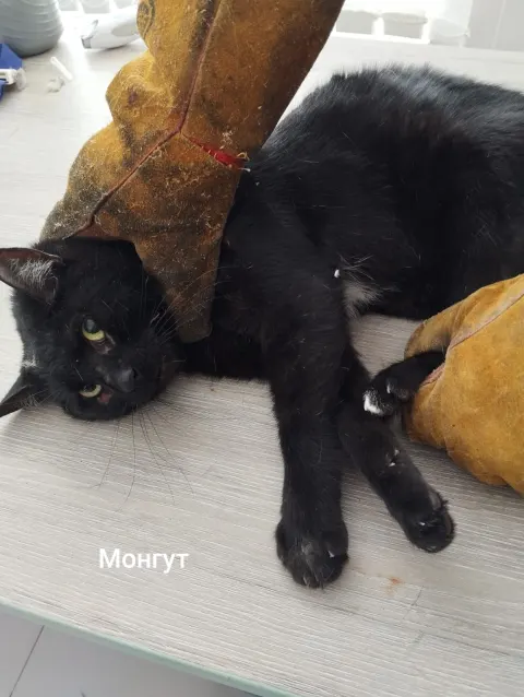 Монгут — кошка, Москва