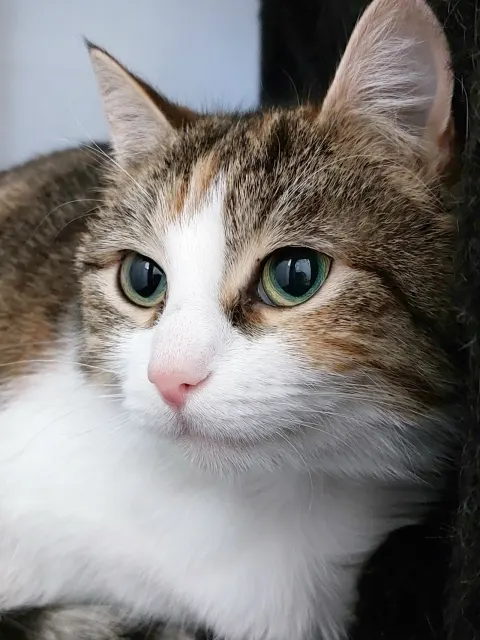 Монетка — кошка Около 4 лет, Москва