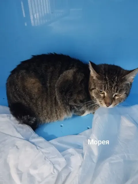 Морея — кошка, Москва