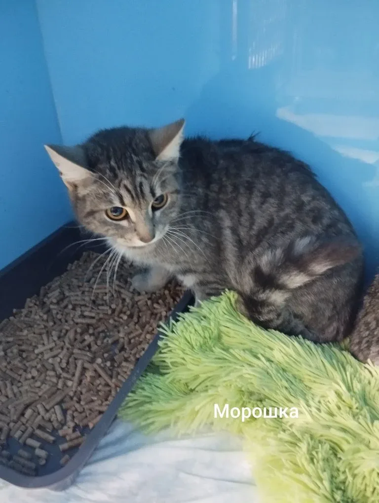 Кошка Морошка, кошка, Приют Малинки (Кожухово), Москва. Фото 1 из 1.