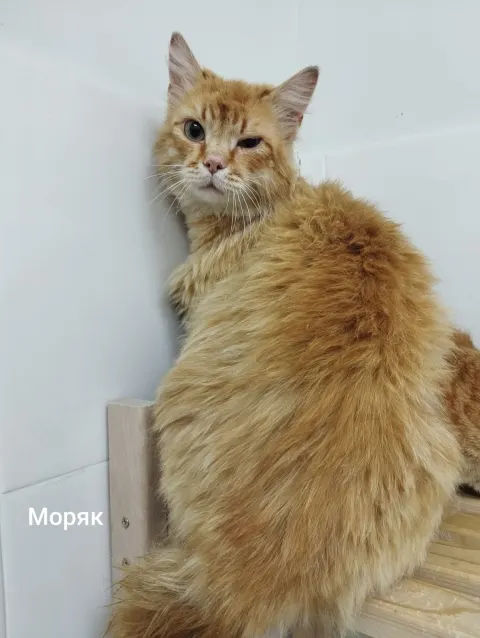 Моряк — кошка, Москва