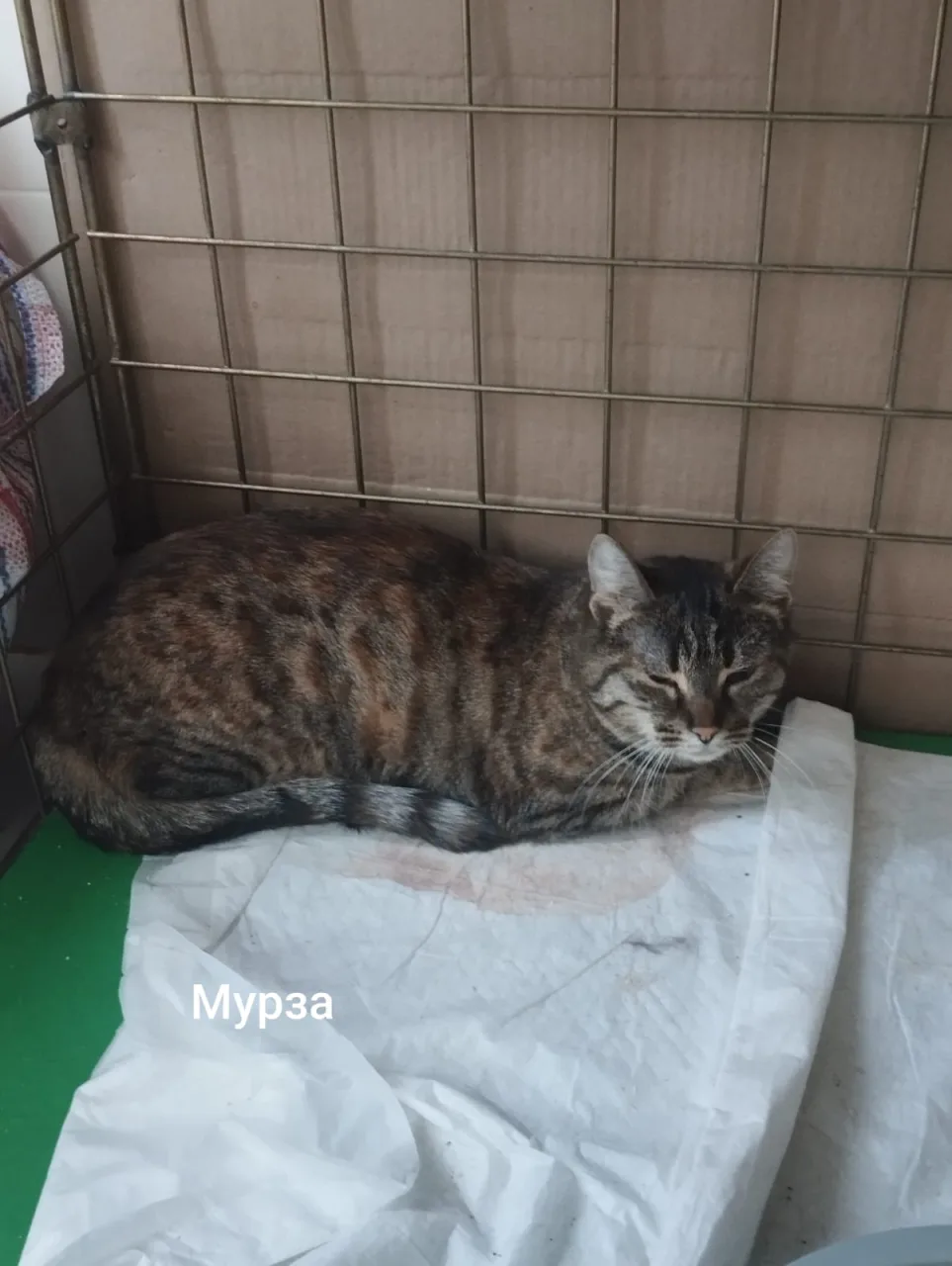 Кошка Мурза, кошка, Приют Малинки (Кожухово), Москва. Фото 1 из 1.
