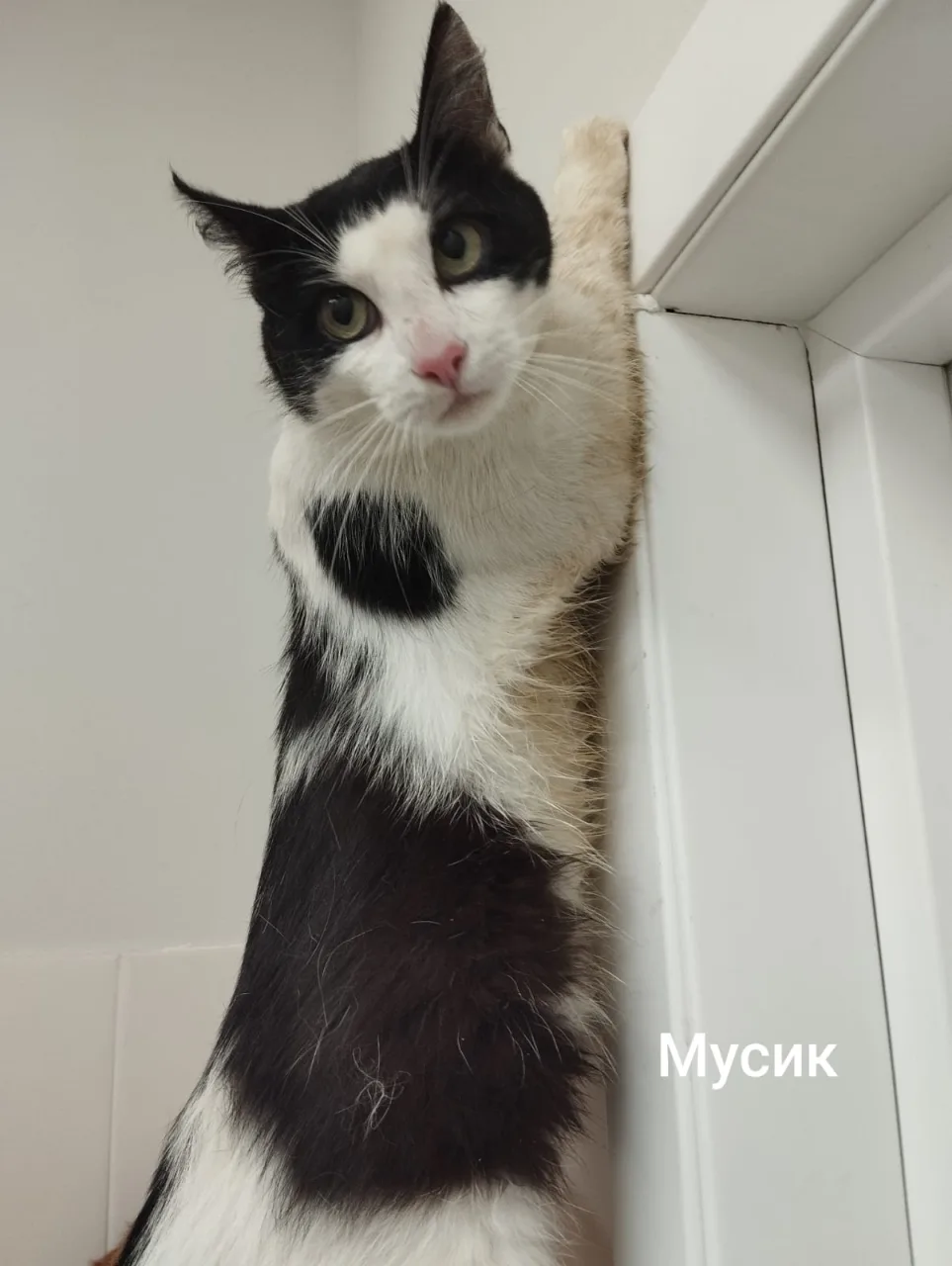 Кошка Мусик, кот, Приют Малинки (Кожухово), Москва. Фото 1 из 1.
