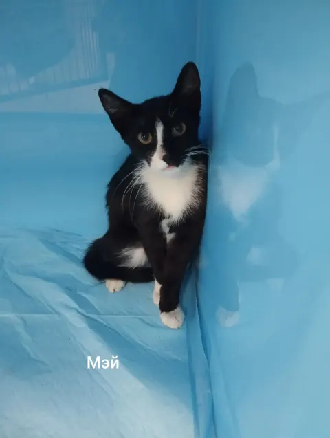 Мэй — кошка, Москва
