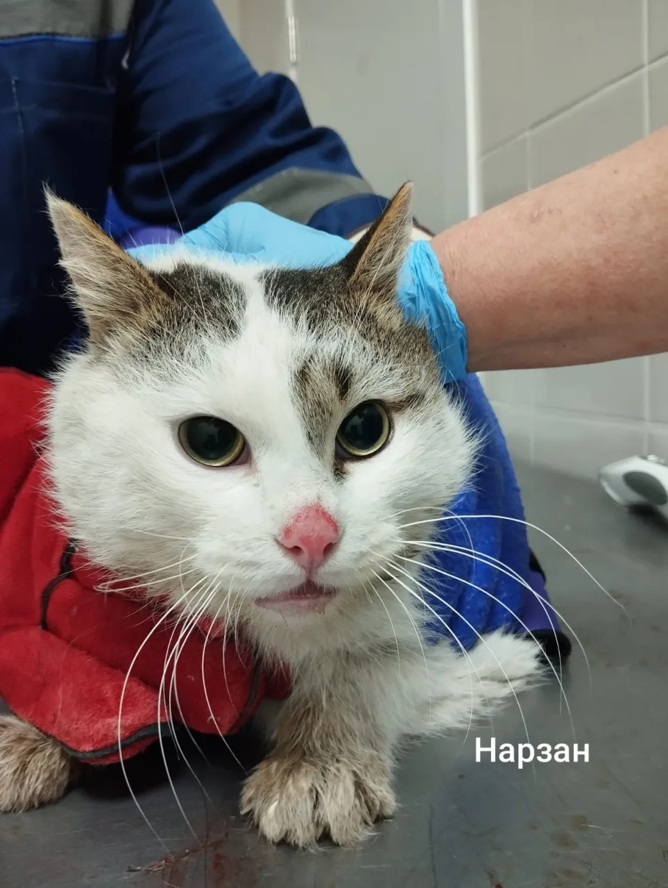 Кошка Нарзан, кот, Приют Малинки (Кожухово), Москва. Фото 1 из 1.