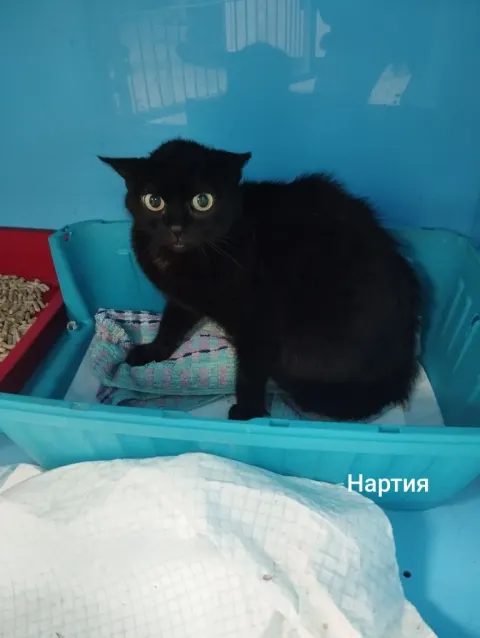 Нартия — кошка, Москва