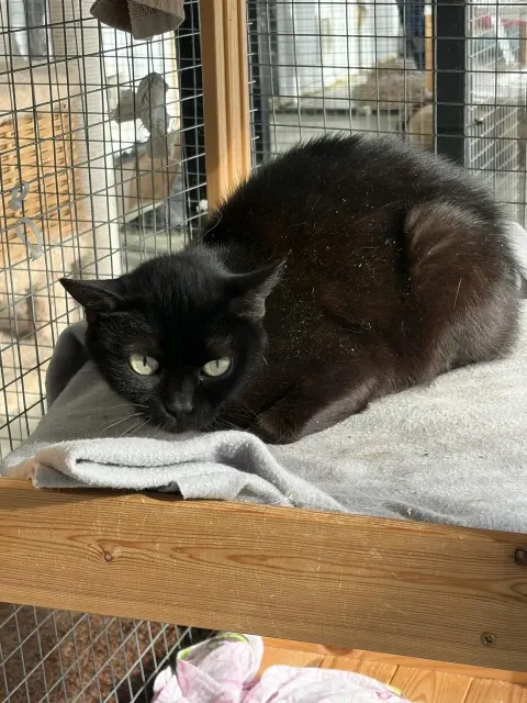 Натрия — кошка Около 3 лет, Москва