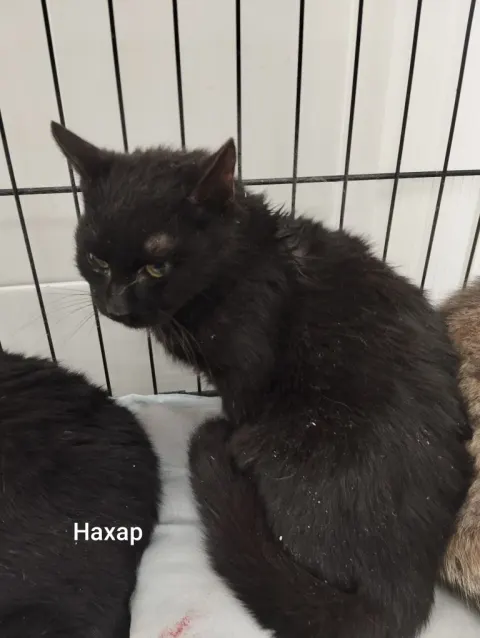 Нахар — кошка, Москва
