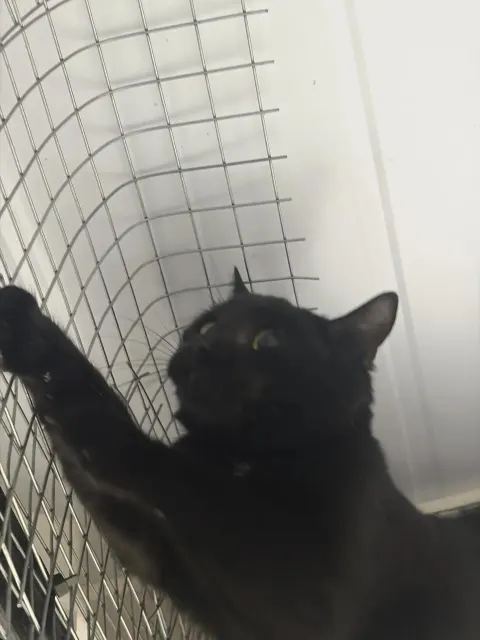 Нахар — кошка Около 1 года, Москва