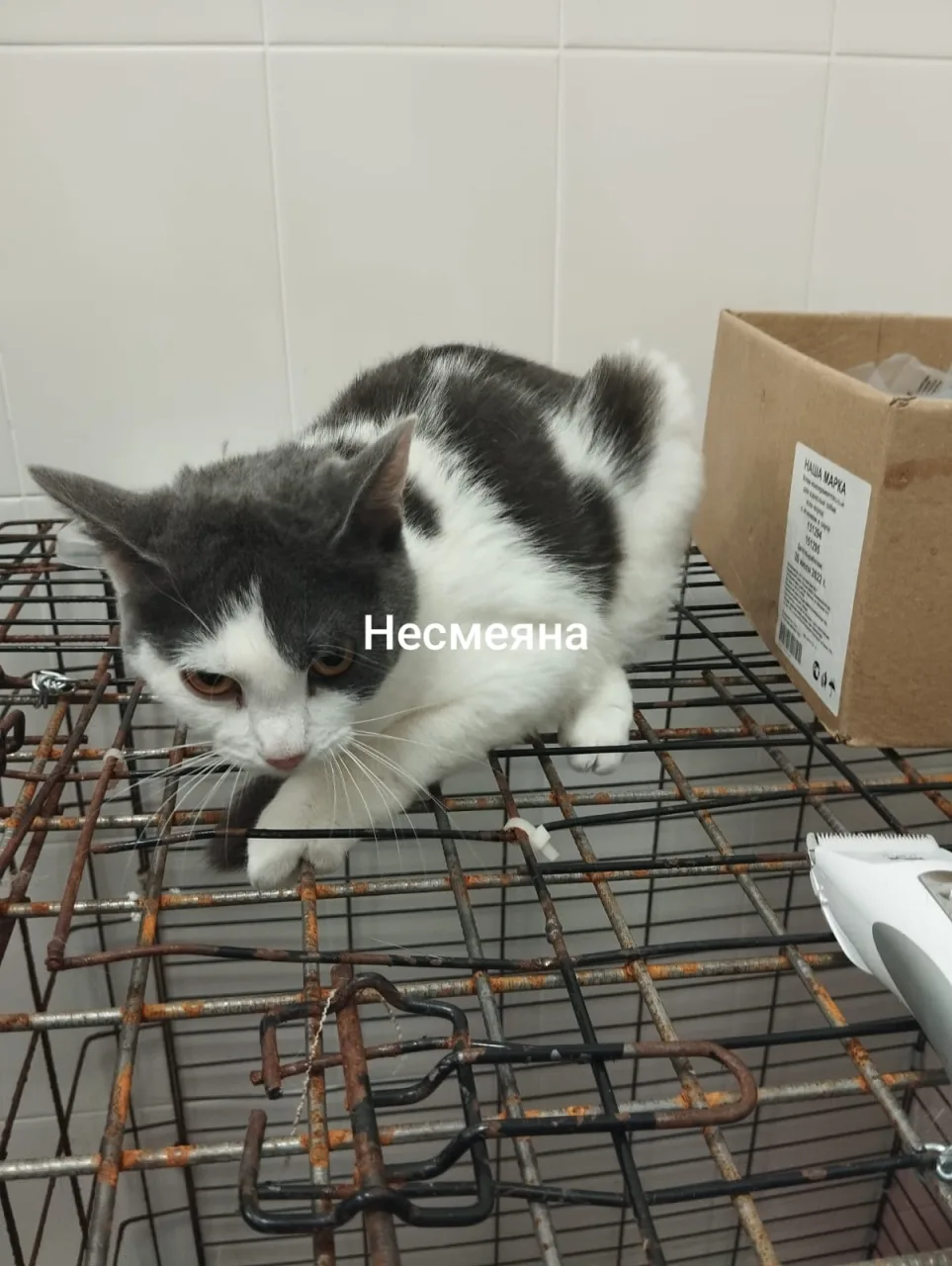 Кошка Несмеяна, кошка, Приют Малинки (Кожухово), Москва. Фото 1 из 1.