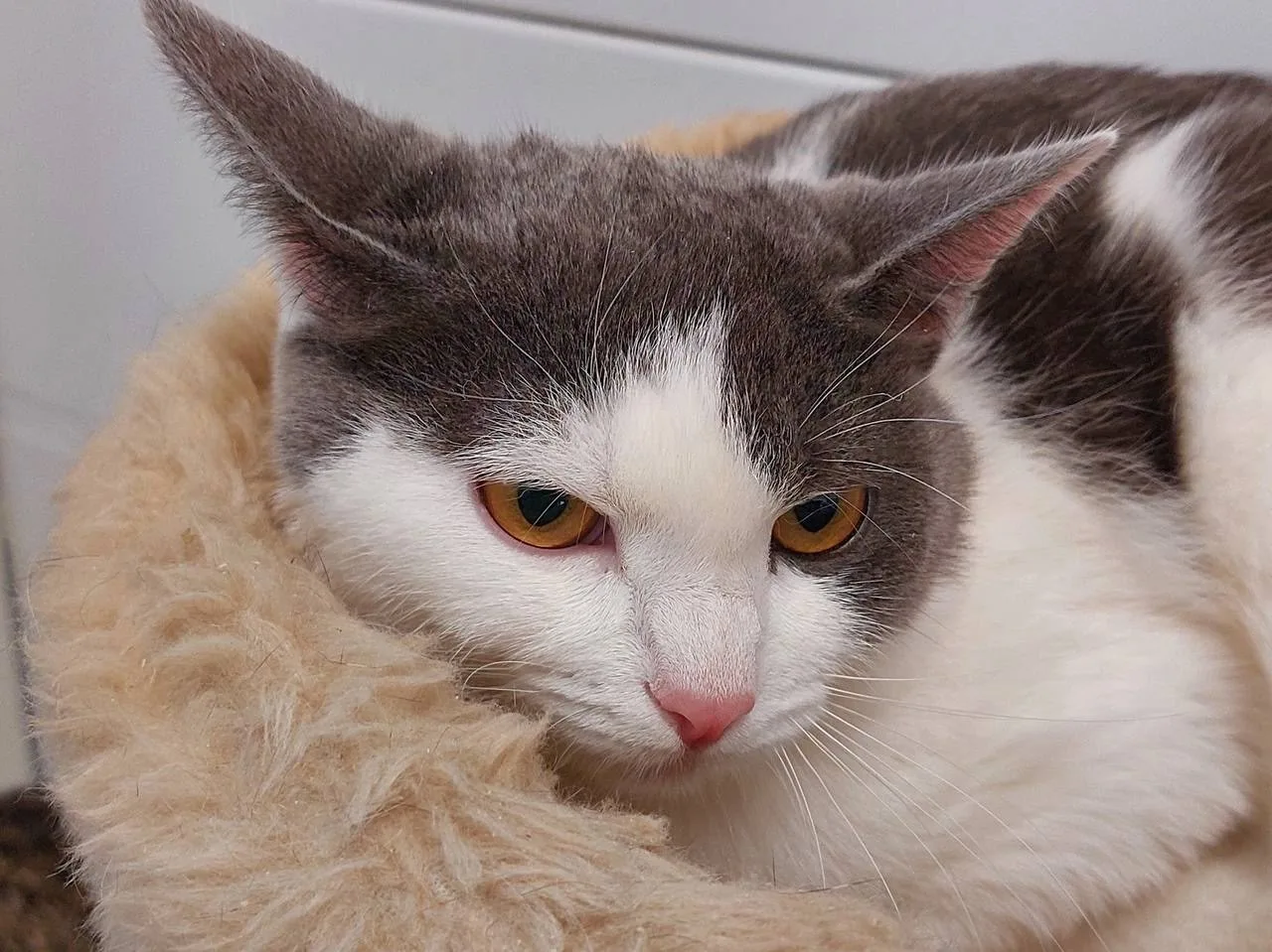 Кошка Несмеяна, кошка, Приют Малинки (Кожухово), Москва. Фото 1 из 1.