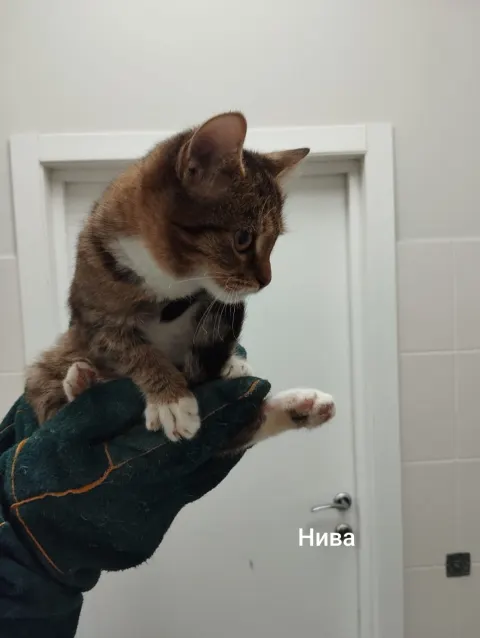 Нива — кошка, Москва
