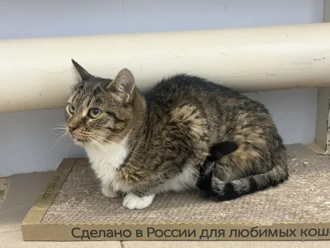 Нива — кошка Около 1 года, Москва