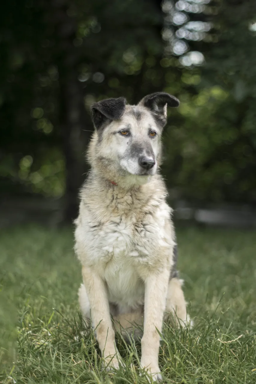 Собака Люси, сука, Приют Бирюлево, Москва. Фото 3 из 5.