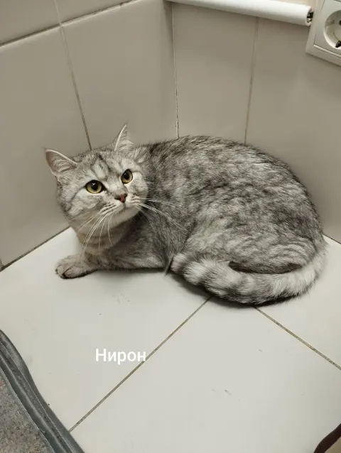 Нирон — кошка, Москва
