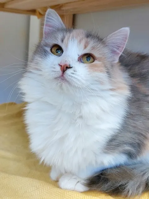 Нора — кошка, Москва