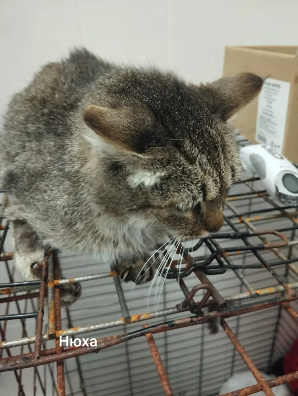 Кошка Нюха, кошка, Приют Малинки (Кожухово), Москва. Фото 1 из 1.