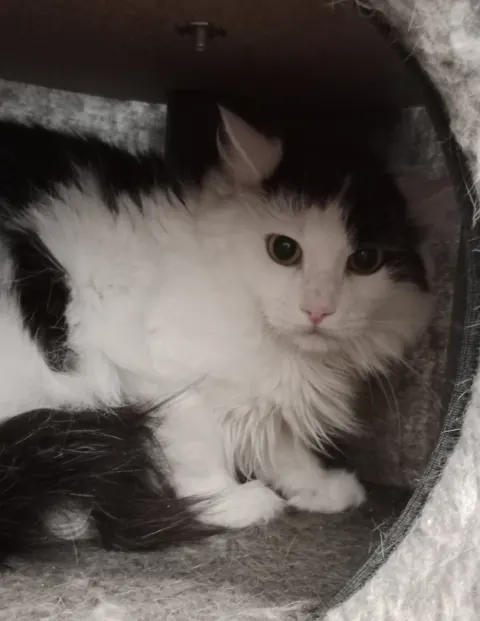 Нюша — кошка, Москва