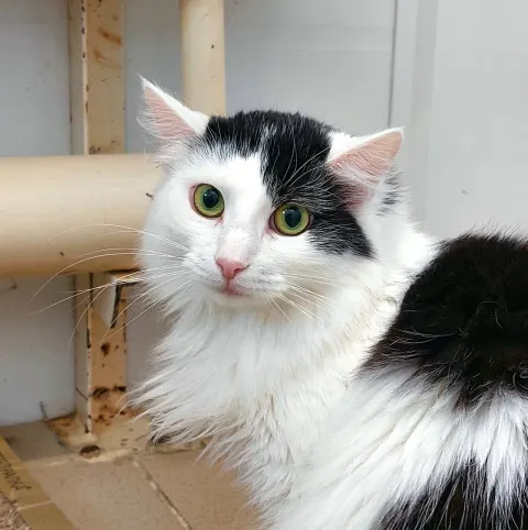 Адель — кошка Около 3 лет, Москва