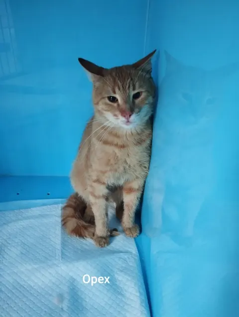 Орех — кошка, Москва