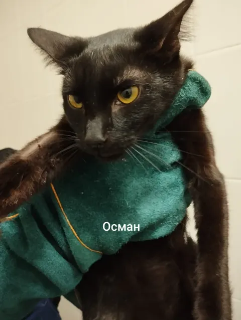 Осман — кошка, Москва