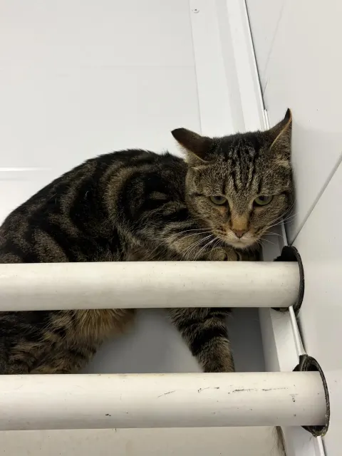 Отелло — кошка Около 5 лет, Москва