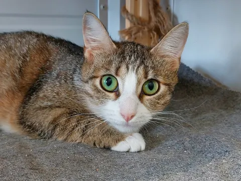 Пенка — кошка Около 4 лет, Москва