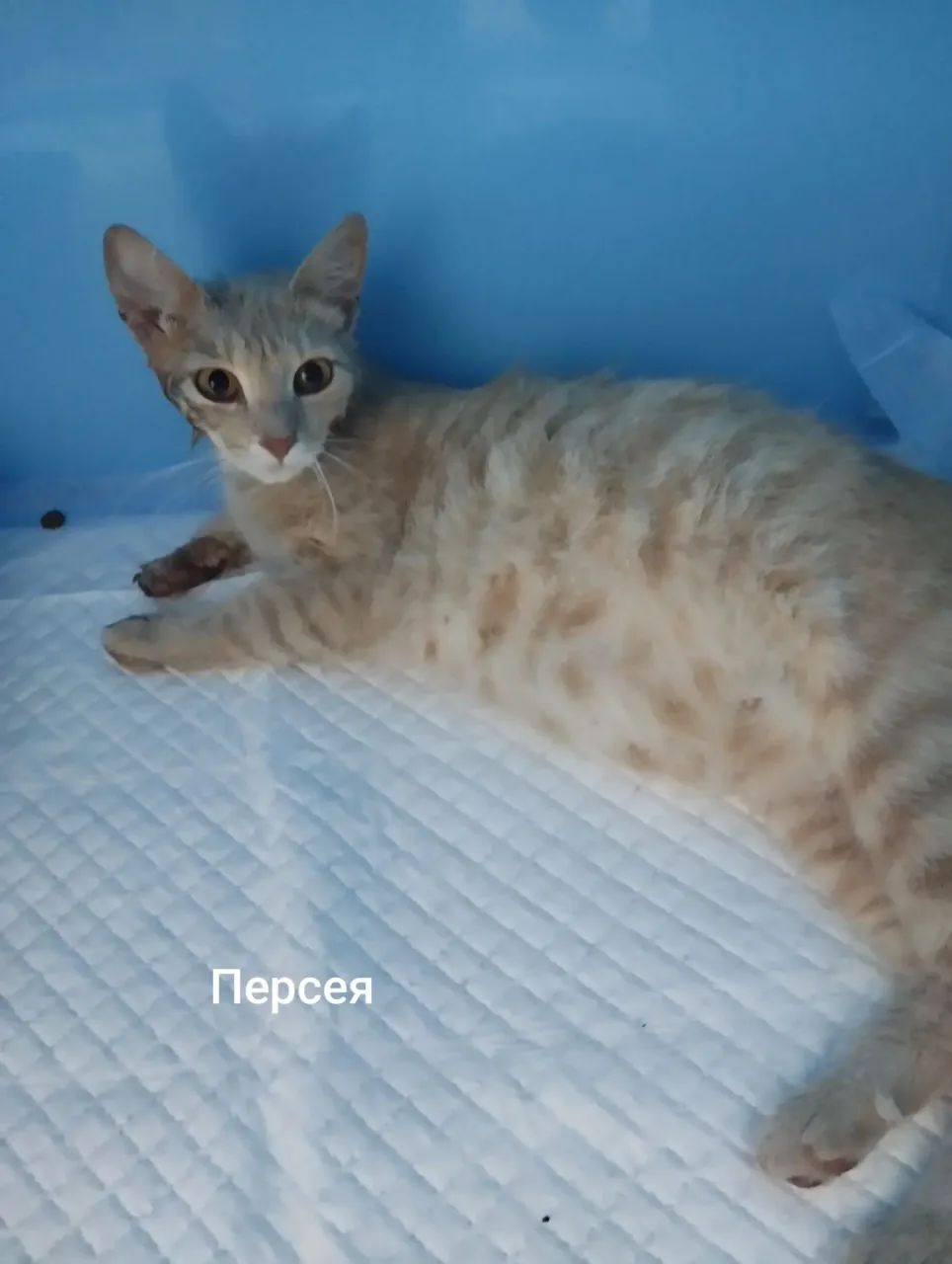 Кошка Персея, кошка, Приют Малинки (Кожухово), Москва. Фото 1 из 1.