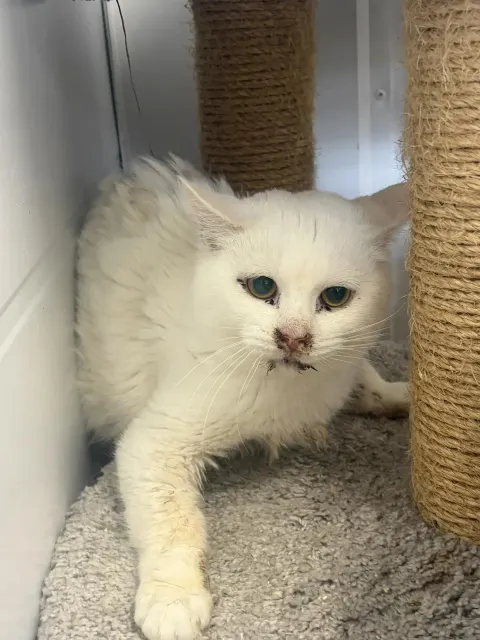 Петсон — кошка Около 3 лет, Москва