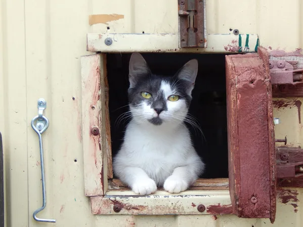 Кошка Пинк, кошка, Приют Малинки (Кожухово), Москва. Фото 7 из 7.