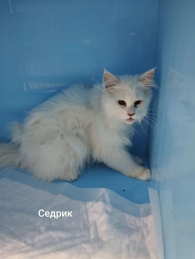 Кошка Пломбир, кот, Приют Малинки (Кожухово), Москва. Фото 1 из 1.