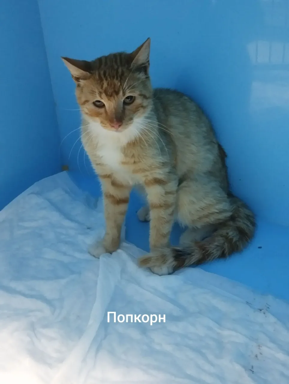 Кошка Попкорн, кот, Приют Малинки (Кожухово), Москва. Фото 1 из 1.