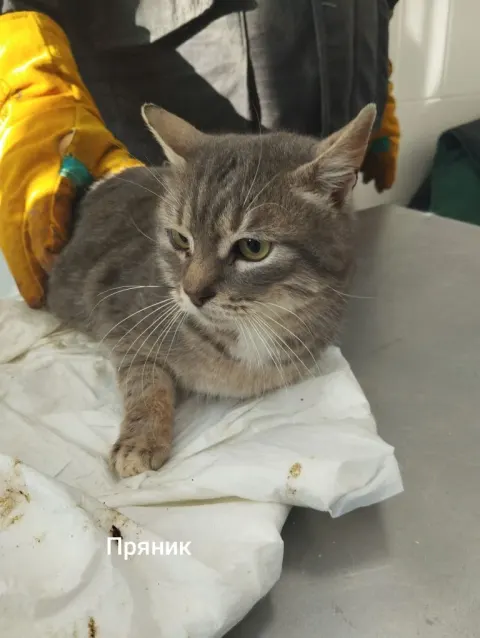 Пряник — кошка, Москва