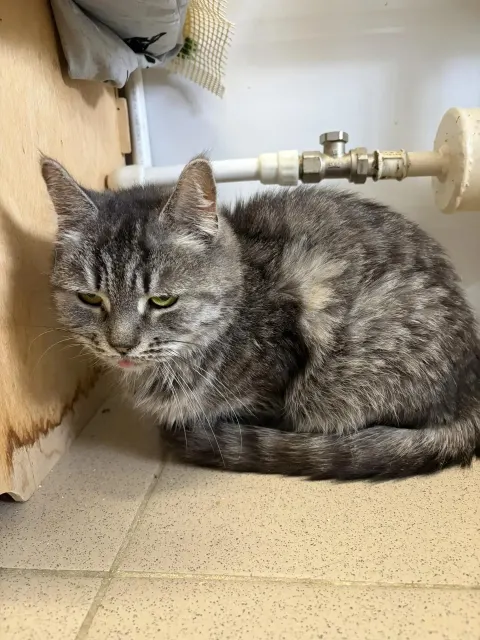 Пузя — кошка Около 8 лет, Москва