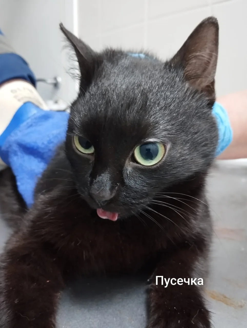 Кошка Пусечка, кошка, Приют Малинки (Кожухово), Москва. Фото 1 из 1.