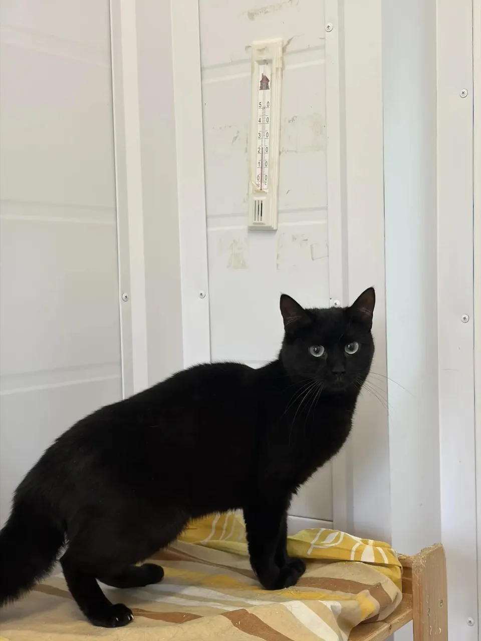 Кошка Пусечка, кошка, Приют Малинки (Кожухово), Москва. Фото 1 из 1.