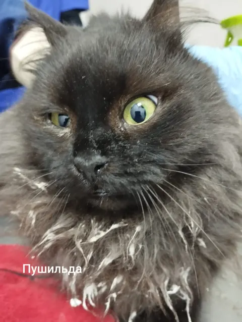 Пушильда — кошка, Москва