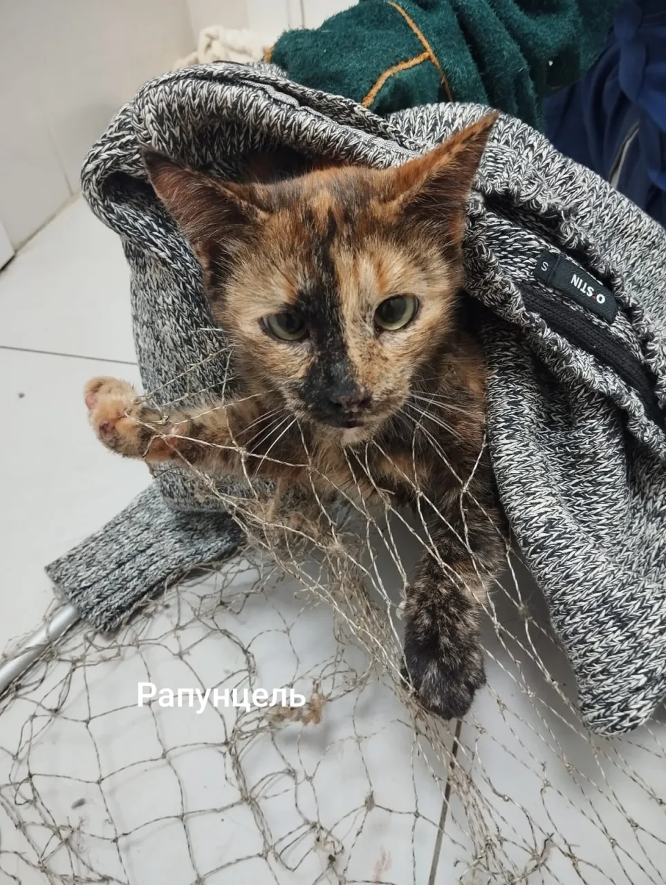 Кошка Рапунцель, кошка, Приют Малинки (Кожухово), Москва. Фото 1 из 1.