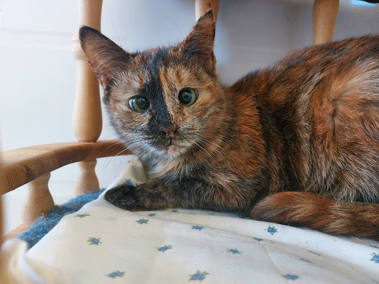 Кошка Рапунцель, кошка, Приют Малинки (Кожухово), Москва. Фото 1 из 2.