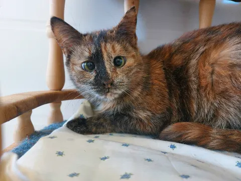 Рапунцель — кошка Около 7 лет, Москва